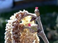 Bl&uuml;te einer Haselnuss