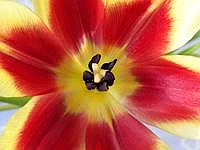 Tulpenbl&uuml;te