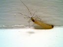 Zitterspinne mit Beute