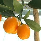Kumquats (Zwergorangen)
