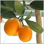 Kumquat-Früchte