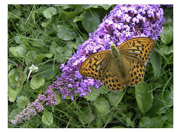 Kaisermantel ( Argynnis paphia)