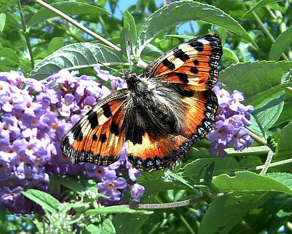 Kleiner Fuchs (Aglais urticae)