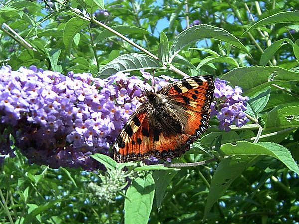 Kleiner Fuchs (Aglais urticae)