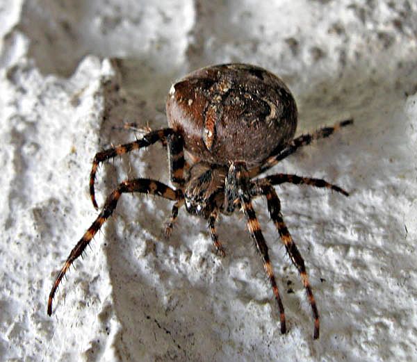 Vierfleck-Kreuzspinne (Araneus quadratus)