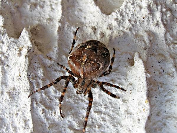 Vierfleck-Kreuzspinne (Araneus quadratus)