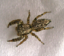 Rindenspringspinne