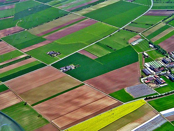 Bunte Felder in der Pfalz