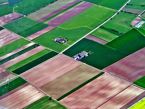 Bunte Felder in der Pfalz