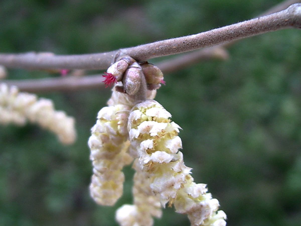 Blüte der Haselnuss