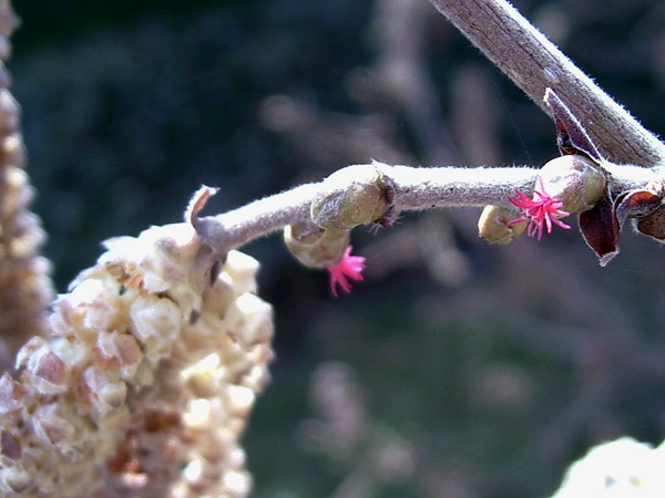 Blüte der Haselnuss