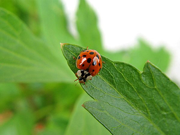 Roter Marienkäfer