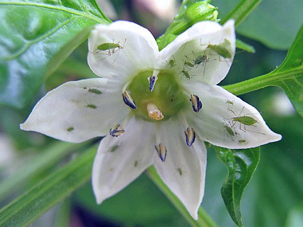 Paprikablüte mit grünen Blattläusen