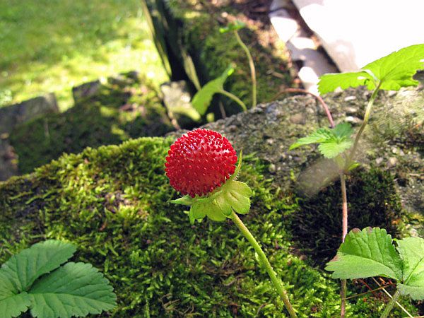 Scheinerdbeere (Potentilla indica)