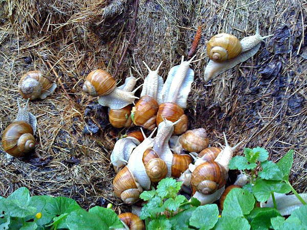 Junge Weinbergschnecken