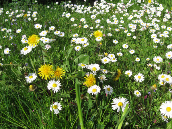 Wiese mit Gänseblümchen und Löwenzahn