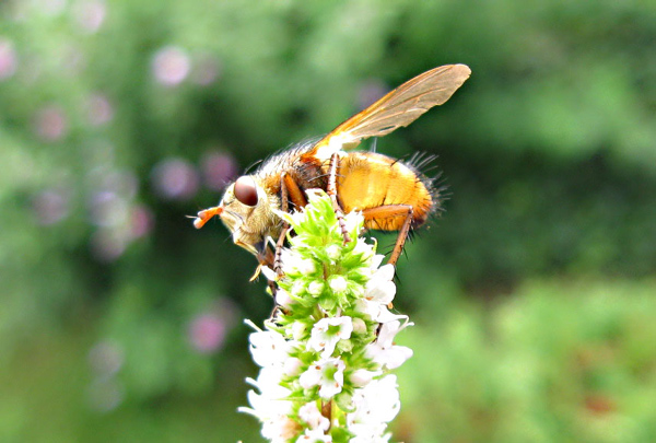raupenfliege_021_crop